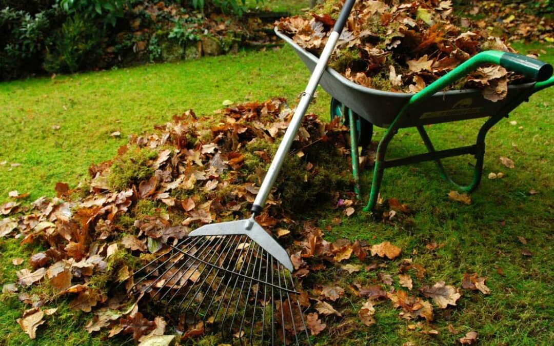 Garden clean up and Waste Removal